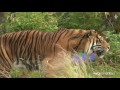 World Tiger Day at RZSS Edinburgh Zoo