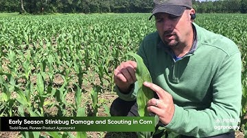 Minimizing Stinkbug Damage in Corn