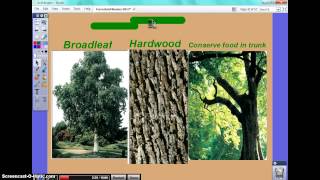 U nit 6 part 4 decisuous forest AP Environmental