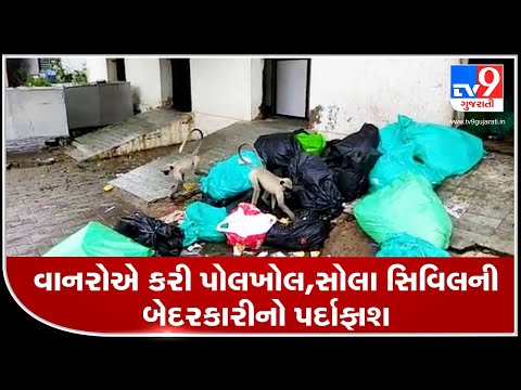 Ahmedabad: Monkeys seen eating 'bio-medical' waste at Sola Civil hospital | TV9News