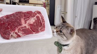 【プレゼント】猫にステーキ肉をプレゼント！！