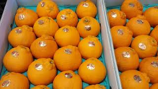 岡崎市　食品スーパー　新鮮　こだわり　果物　旬の柑橘　デコポン