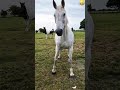 Attempting to tame a spirited horse#funnyvideos #horses #fypage