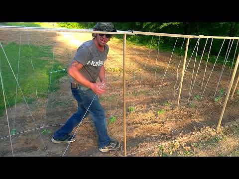 How to make a cheap pole bean trellis