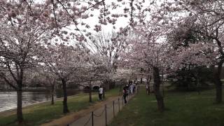 Cherry Blossoms 2015