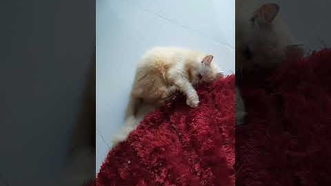 Watch the video about White Persian Cat playing with mat 🤣🤣🤣 #White#persiancat#cutie#