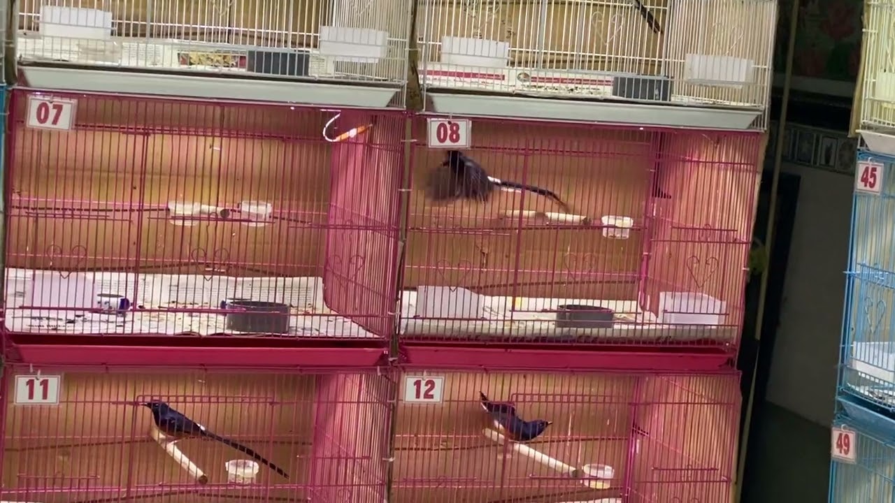 Nay chim đẹp quá ae zalo 0908243495 Khanh Nguyen