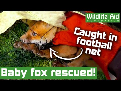 Video: Pet Scoop: Babybäver räddad på golfbanan, kattrutter genom Rugby Match