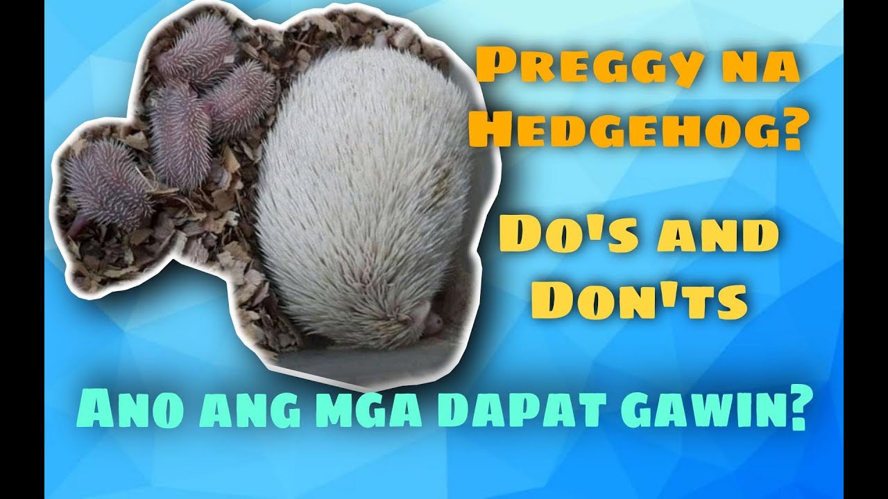 How Can I Tell If My Hedgehog Is Pregnant?