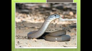 Macroevolution Lab Online