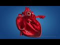 Сердце:3D-анимация работы сердца и кровообращения организма. Большой и малый круги кровообращения