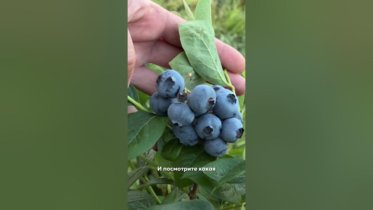 Какие сорта голубики для подмосковья