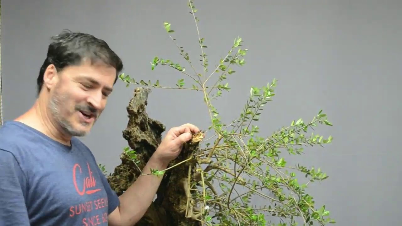 Andres Bicocca madera muerta parte 2 (practica)