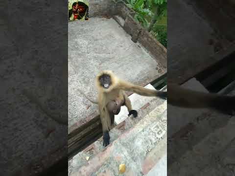 Hanuman