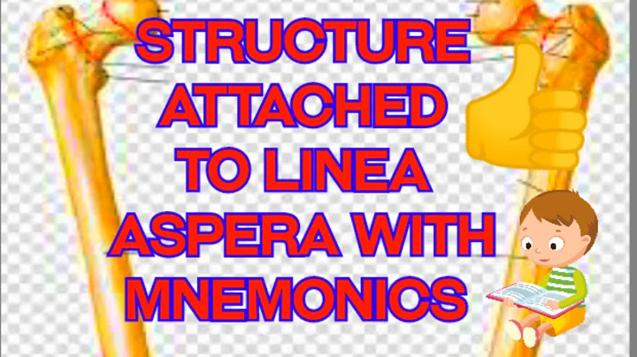 remember the structure attached to the linea aspera with mnemonics