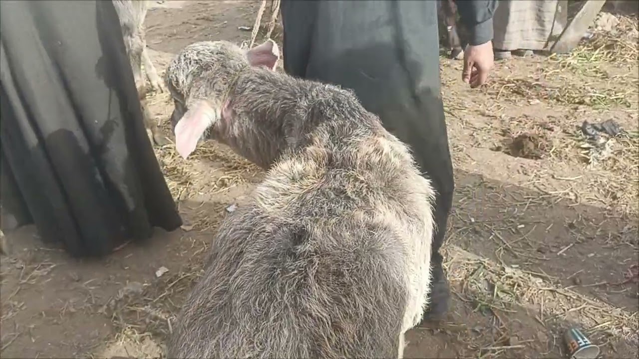 أسعار عجول البقر وعجول الجاموس 🔥 ما شاء الله