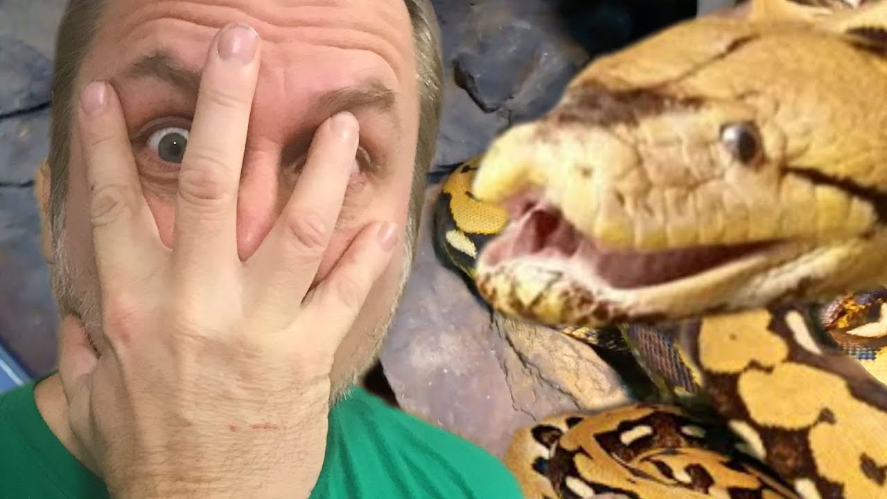 vlogs in spanish YOU WON'T BELIEVE WHAT MY GIANT SNAKE (Lucy) DID??!!?? | BRIAN BARCZYK