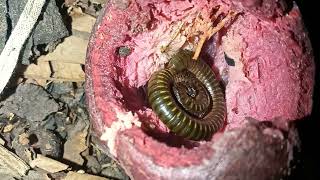 Millipede Eat Milk Fruit