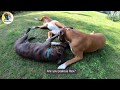 Boxer Puppy's REUNION With Sister And Mother! 😍