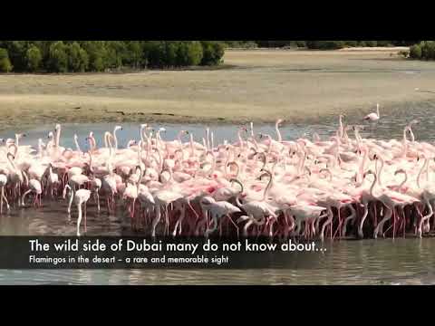 Flamingo at Ras Al Khor Wildlife Sanctuary in Dubai, UAE