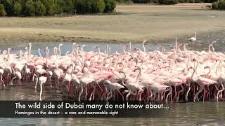 Flamingo at Ras Al Khor Wildlife Sanctuary in Dubai, UAE