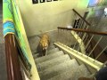 Dog scared by cat's ghost, walks up stairs backwards Dog scared by cat's ghost, walks up stairs backwards