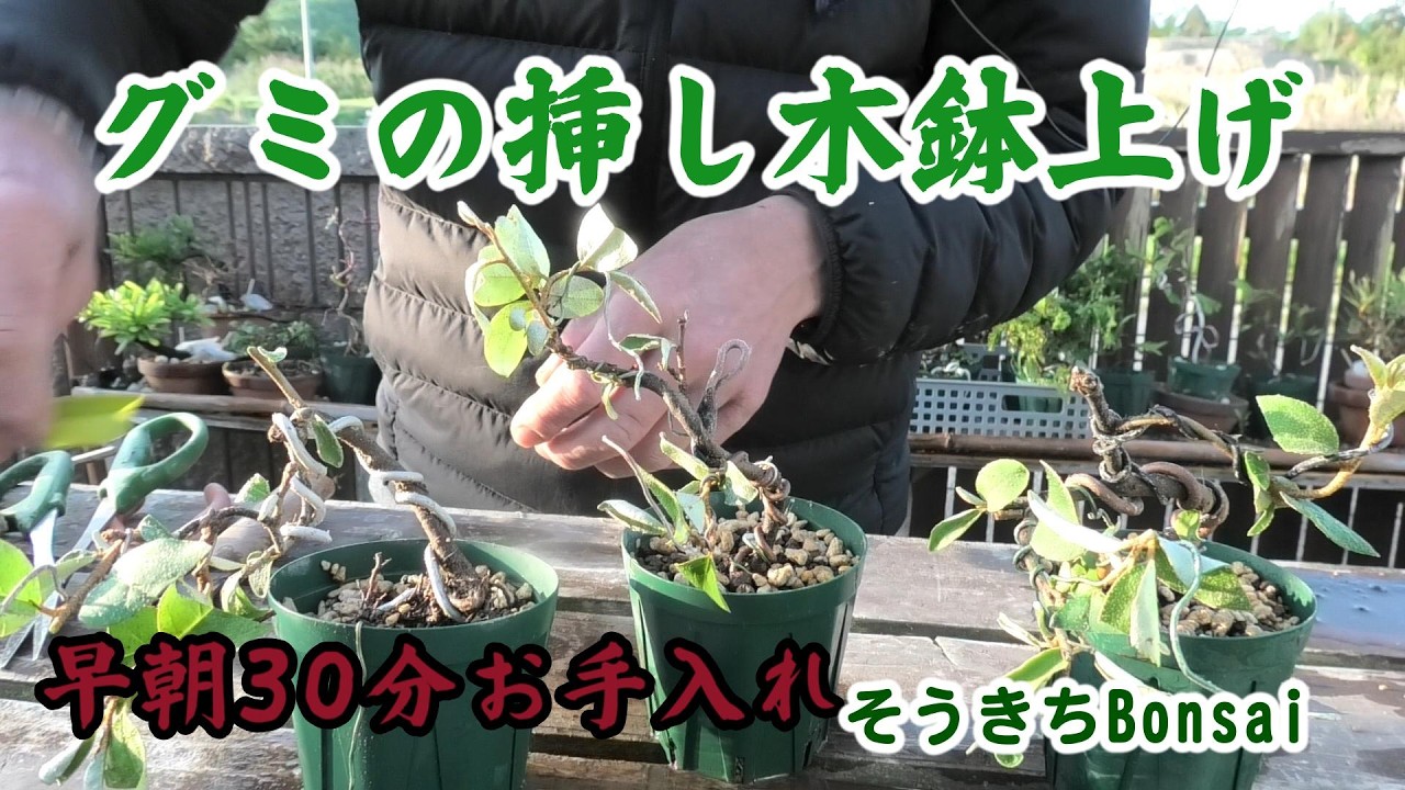 Bonsai [Elaeagnus cuttings]: 30 minutes of early morning care