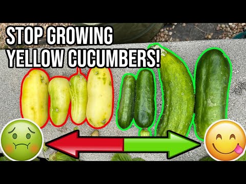 Video: Holle komkommers - Waarom komkommers hol van binnen zijn
