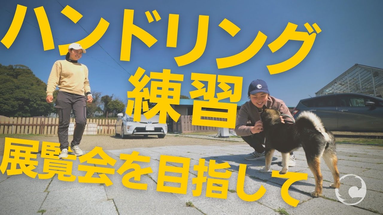 【普段の犬のしつけにも活きる！】柴犬ブリーダーが展覧会を目指してハンドリング練習【柴犬の実家・芝田荘】
