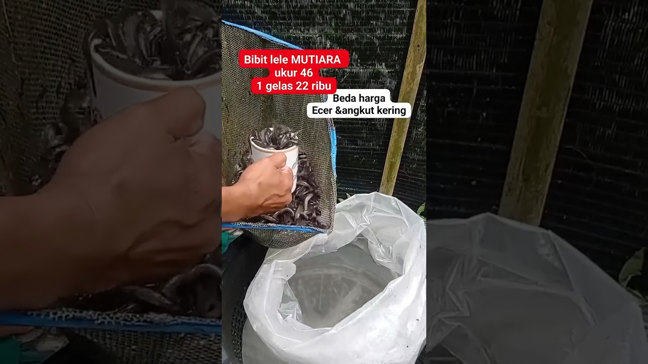 1 gelas bibit lele 22 ribu