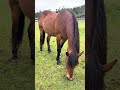 Star Sea sanctuary,Monterey rescued a beautiful wild horse that was born in a BLM facility #horse