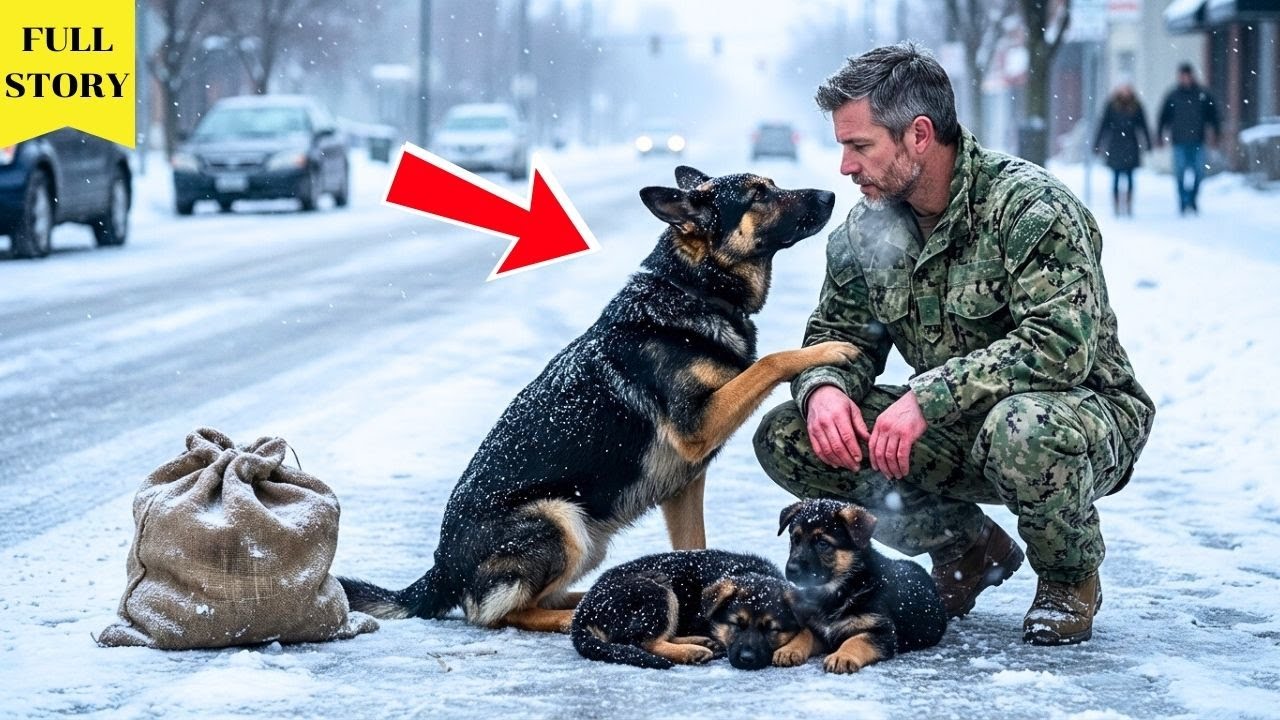 A Mother Dog Reached Out to a Navy SEAL on a Winter Road — And Changed Both Their Lives