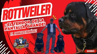 Rottweiler: Estigmatizado y el villano por excelencia de la pantalla grande. Ep 15 Los RecomendaDogs