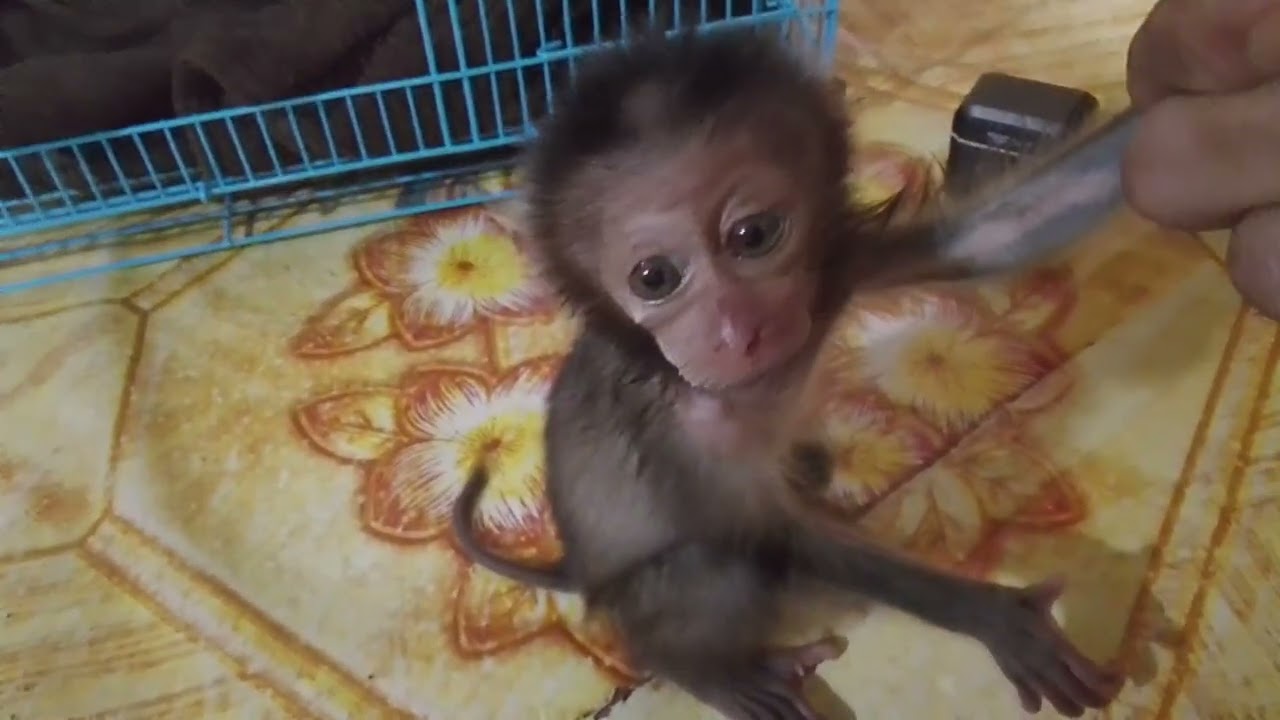 This baby monkey is so pitiful 😭😭😭