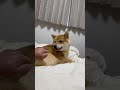 【柴犬が可愛すぎる】主が寝る為、1人でベッドにいくと、、、#柴犬とん