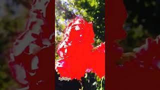 Nature 4k UHD|| #nature #youtubeshorts #campfire #travel #flowers #music #vlog #vlogger #shorts#yt