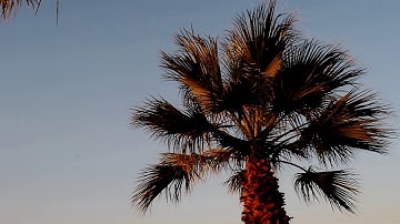 Palm Tree In The Breeze Free Video Footage Full HD