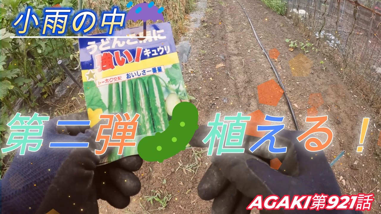 Planting the second crop of cucumbers🥒. 09/05/26 Episode 921