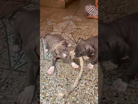 Puppies Rassi China