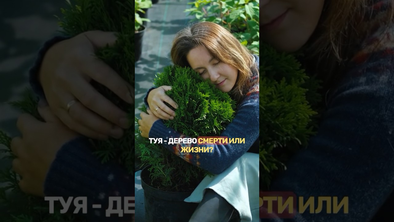 ТУЯ: верить или не верить в СУЕВЕРИЯ?