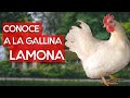 Gallina lamona 🐔 Una raza de gallina de rápido crecimiento