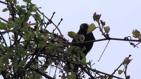 More Bobolink (this time with a lot of singing)