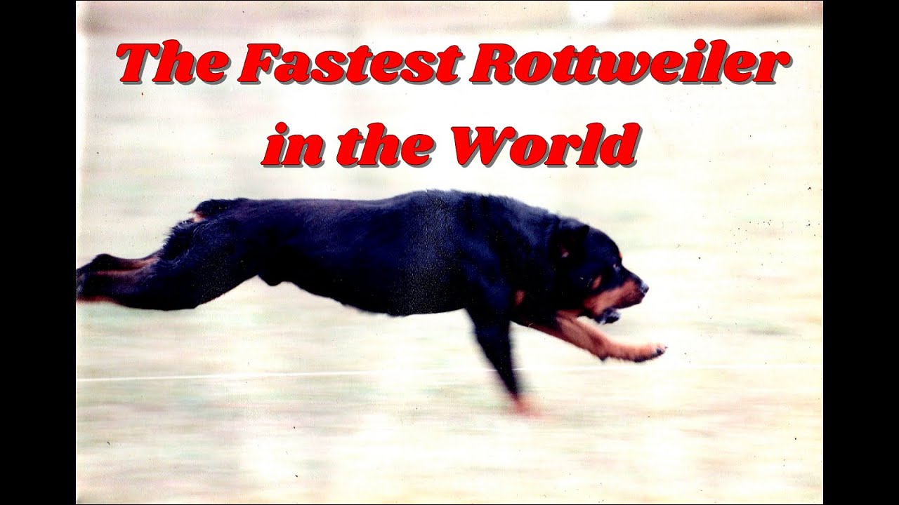 Sport Rottweiler Fastest and fittest Rottweiler in the World, Rottweiler Lure Coursing ...