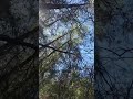 Singing Birds, Sounds of nature