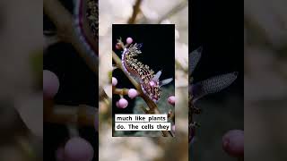 Did You Know Sea Slugs Can Steal Cells?