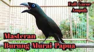 Suara Pikat Burung Murai Papua Full Gacor . 🔊