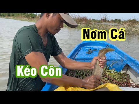 Video Kéo côn, nơm bắt cá trên đồng mùa nước nổi ở MIỀN TÂY... - youtube