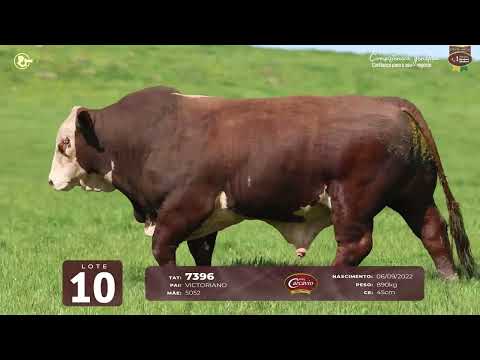 LOTE 10 - TAT 7396 M Braford