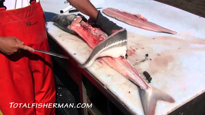 How To Fillet A Sturgeon