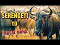 WILDEBEEST MIGRATION: The Greatest Wildlife Migration #wildbeest #migration #serengeti #masaimara 